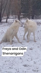 Some bloopers from Freya and Odin in the snow this winter. Winter is the wolves’ favorite season. We may be chilly but they are loving it! #wolves #winter #snow #wolfpack #wolfhowling #whitewolves #wolfsanctuaryofpa #wolfsanctuary #wolvesofspeedwell | Wolf Sanctuary of PA