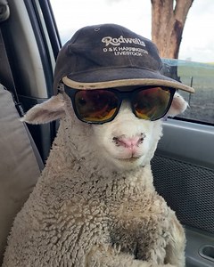 Cute lambs socializing with people & other animals 🐑 | MetDaan Tips