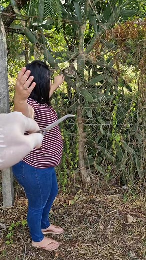 1.5M views · 5.3K reactions | Na cerca #viralreelsシ #animal #mundoselvagem #medicina #hospital #Atendimento | Topa Tudo | Facebook