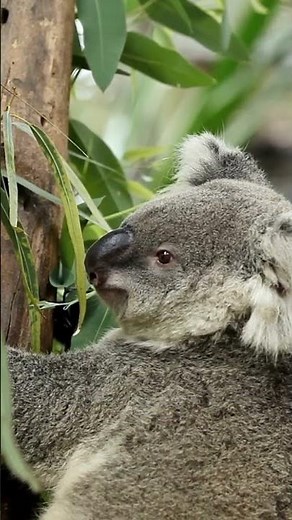 Australian koalas need to know?