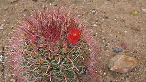 Arizona cactus with red flower in bloom. Zoom in shot.