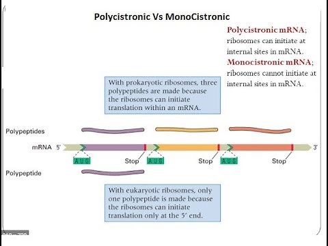Polycistronic Vs Monocistronic || Prokaryotic mRNA Vs Eukaryotic mRNA