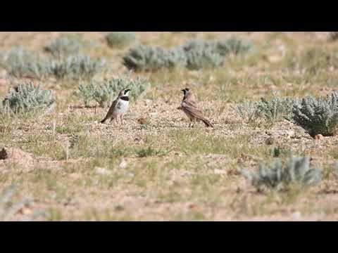 Display of Horned Lark at Warila Pass, Ladakh Aug 25