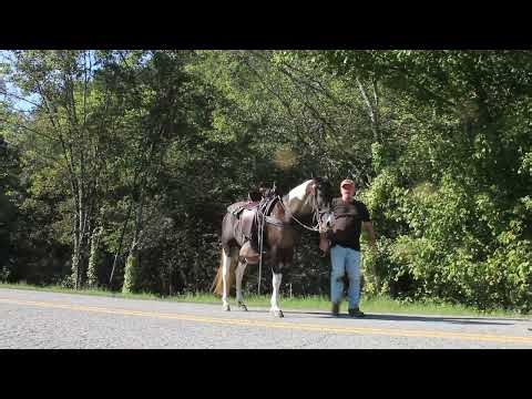 14 Hand Spotted Saddle 4 year old trail mare for Sale at McNatt Farms