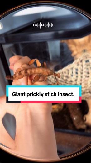 Giant prickly stick insect 🇦🇺 Extatosoma tiaratum Masters of camouflage — built to disappear into leaves, bark, and shadow. When threatened, they raise the abdomen to mimic scorpions, not to sting, but to survive. Simple animals. Incredible adaptations. #fyp #invertabrates #animals #stickinsects #animaladaptations