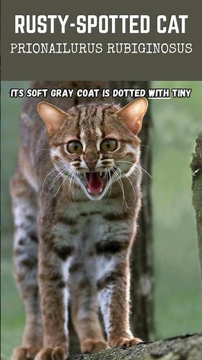 “Rusty-Spotted Cat 🐱 | The Smallest Wild Cat in the World | WiralAnimals”