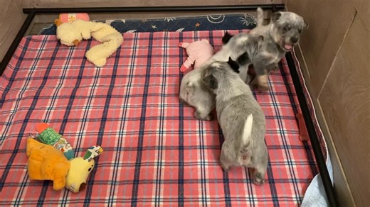 Update-Fumble has been claimed! More of the  #genetictested #cutepuppy #miniheeler #genetictesting #blueheeler #cattledog #australiancattledog #puppylove #Kansas #puppye | Sunflower Mini Heelers | Facebook