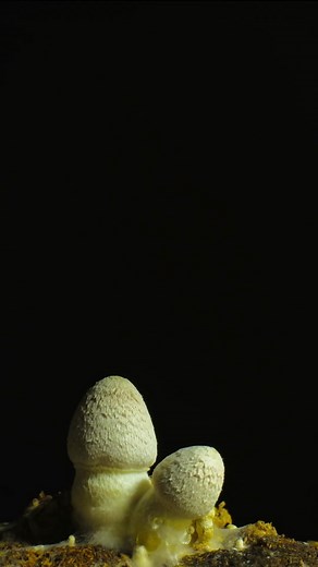 Non-Surgical Male Enhancement with Permanent Injection Filler | Loria Medical