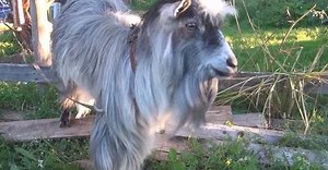 Ever Seen A Goat Headbang While The Owner Is Beat-boxing? Well, Here’s Your Chance - ScoopWhoop