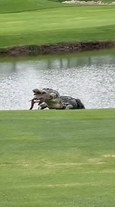 1M views · 11K reactions | Imagine seeing this on a round of golf  ( @NUCLRGOLF) | CBS Sports | Facebook