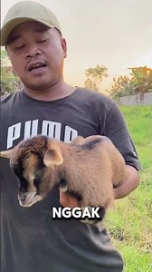 The pygmy goat is a domestic animal originating from the Cameroon valley, West Africa.