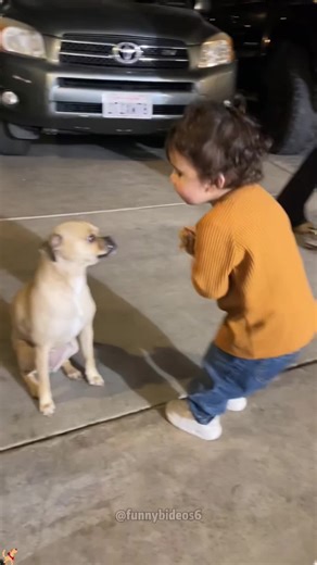 Snack disappeared in one second😂🐶#funnydogs #foryou #fyp #dogsoftiktok #funnyanimals