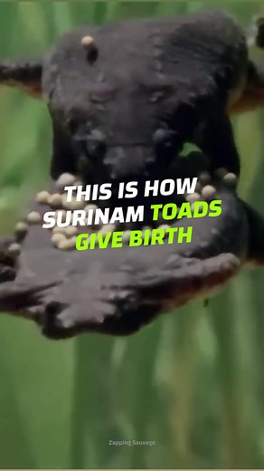 62K views · 477 reactions | What do you think about these funky little toads? #CrazyCreatures #Toad #Frog #Amphibian | Crazy Creatures | Facebook