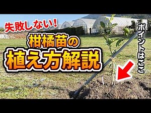 柑橘の植え方｜初心者でも失敗しない苗木の植え付け方法【実演】