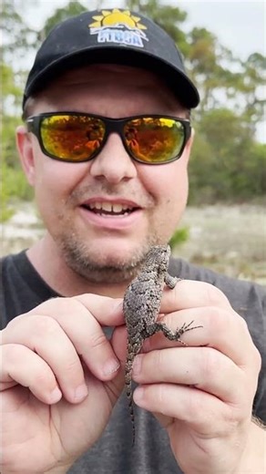 FIELD HERPING FRIDAY! Fence Lizard