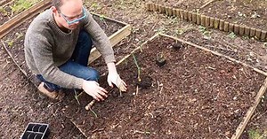 5 Great Vegetables To Start For The Spring Time