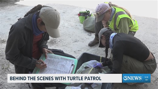Behind the scenes with Turtle Patrol on Padre Island
