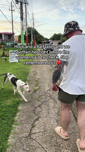 Rescuing a Puppy in Puerto Rico: A Heartwarming Story of Love and Hope