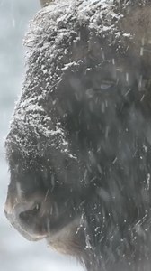 While monitoring bison in Romania, the Leresti herd was recorded during a massive snowfall. Bison are a keystone species for a natural ecosystem and play an important role in shaping forests and alpine regions. In 2009, award-winning conservationist and Nat Geo Explorer Barbara Promberger co-founded the Foundation Conservation Carpathia (FCC), which works to create a world-class wilderness reserve in Romania’s Southern Carpathian Mountains. Some 200 years ago, bison were eradicated from the Carp