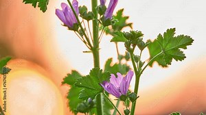 Malva sylvestris is species of common mallow genus Malva in family of Malvaceae and is considered to be type species for genus. High and tall mallow (mauve des bois by the French)
