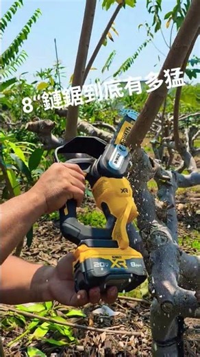 DEWALT得偉 DCCS623B 20V MAX BL 8"鏈鋸機 在台東修枝釋迦樹 #園藝 #鏈鋸機#修樹#DIY#得偉#DEWALT #電動工具#outdoors #園藝工具 #釋迦
