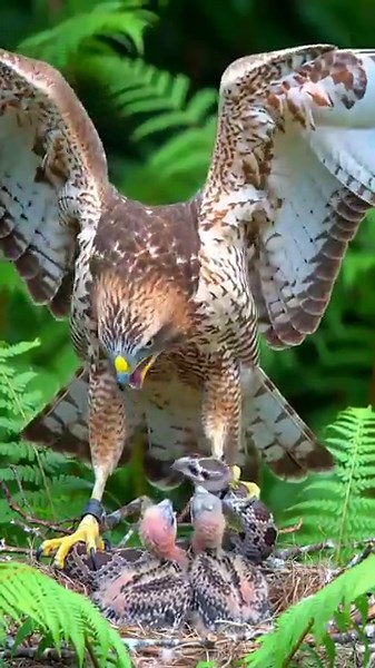 Nature’s Fierce Protector: Hawk Defends Its Young and Captures a Snake