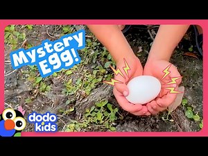 What Kind Of Baby Animal Is In This Egg? | Dodo Kids | Rescued! - Videos For Kids