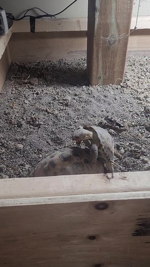 This is adorable. Has to be the cutest animal mating sound ever. I honestly thought it was my dogs squeak toy the first time I ever heard it. | Ontario Leopard Tortoise's