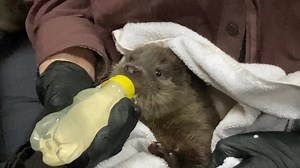 11K views · 1.4K reactions | Harry the otter cub from Yell is getting...