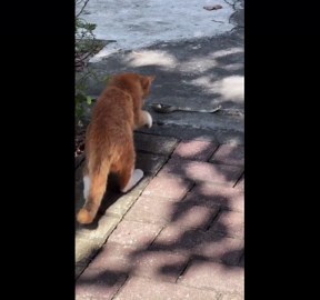 Cat startled by snake during tense encounter in Lombok, Indonesia