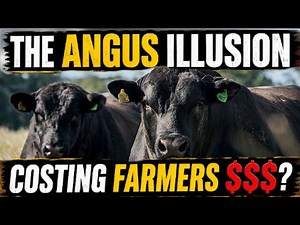 The Angus Illusion: Why This Dominant Breed Might Be Costing You