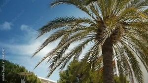 Waving palm tree at Cote D'Azur France
