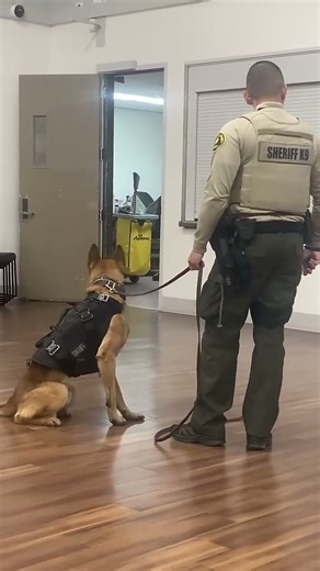 San Diego Sheriff K9 Unit Showing Skills & Community Demo #sandiego #sheriff #sandiegosheriff
