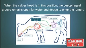 4.2K views · 20 reactions | The oesophageal groove, why do we keep...