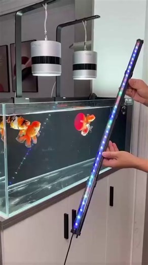 129K views · 773 reactions | tips for how to choose fish tank decorations based on fish species and tank size that won't affect water quality | Roni Otlowski Lucey | Facebook
