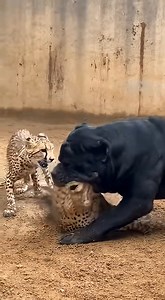 Dog with Impenetrable Hide Destroying Enemies | كشف المجهول