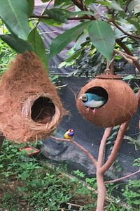2.3M views · 15K reactions | Lovely Bird Compilations - Beautiful bird nests creatively. | K E T a w a | Facebook