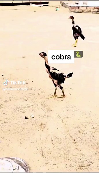 Aseel Murga Fighting Videos: Exciting Cockfight Action