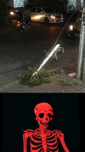 This dog 😭 #edit #trollface