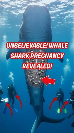 Scientists Discover How Whale Sharks Give Birth — You Won’t Believe How Many Babies They Have!😱🐋