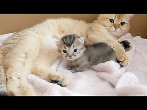 The first time I hug a baby kitten...