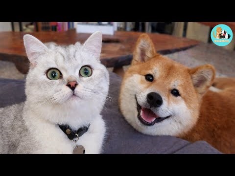 My grumpy dog was obsessed with me... until he met this kitten.