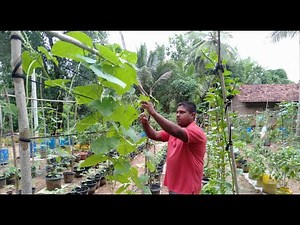 වැල් යන එලවලු වලට වැට ක්‍රමය,ගෙවතු වගාව ,gewathu wagawa ,kabanika wagawa,For vegetable vines.wagawa