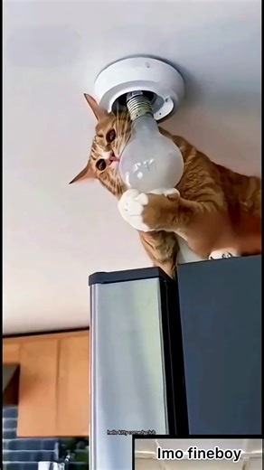 Tumne garbaar kar diya cat 🤣 #funny #cat #trending