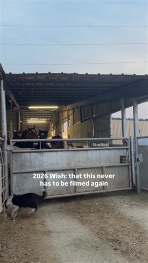 All Seated in a Barn | Tahlia Fischer on Instagram: "This is what it looks like when time runs out. Horses loading because that’s what happens next. Every dollar raised shifts the outcome. Every person who steps in makes the line shorter. This isn’t a movie. These are real horses, in real trailers, with real consequences if we don’t intervene. They need: Transport. Quarantine. Vet care. Feed. Recovery time. Love. Kindness. If you’ve ever wondered whether showing up actually matters — this is it.