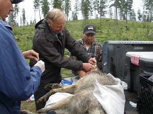 Will rule allowing for killing of wolves that attack livestock sink Colorado’s reintroduction efforts?
