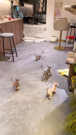 Sphynx loving on Instagram: "Sphynx house 😻"