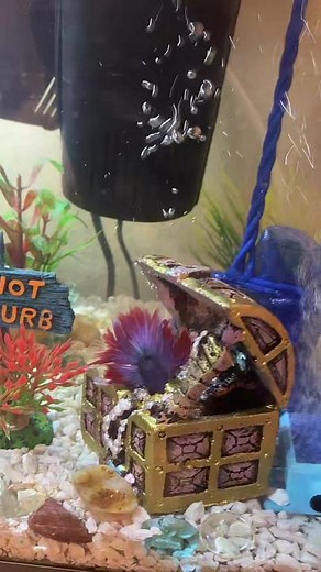 Fish Stuck in Treasure Chest - Urgent Help Needed