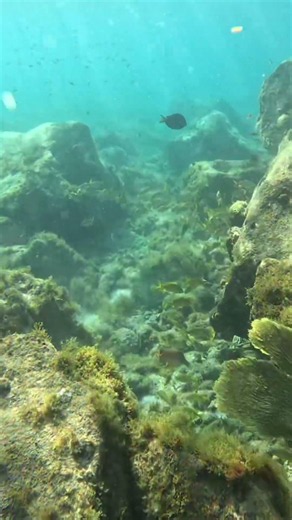 In love with this beautiful light #aquaticpoesy #snorkelling #martinique