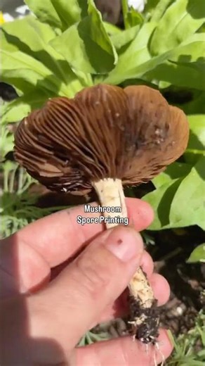 Mushroom Spore Printing